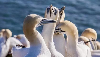 开云官方网站-T1发布对阵KT赛后采访：第二局选手们没有丧失专注力很棒