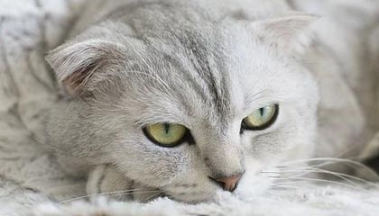 开云官方网站-T1发布对阵KT赛后采访：第二局选手们没有丧失专注力很棒